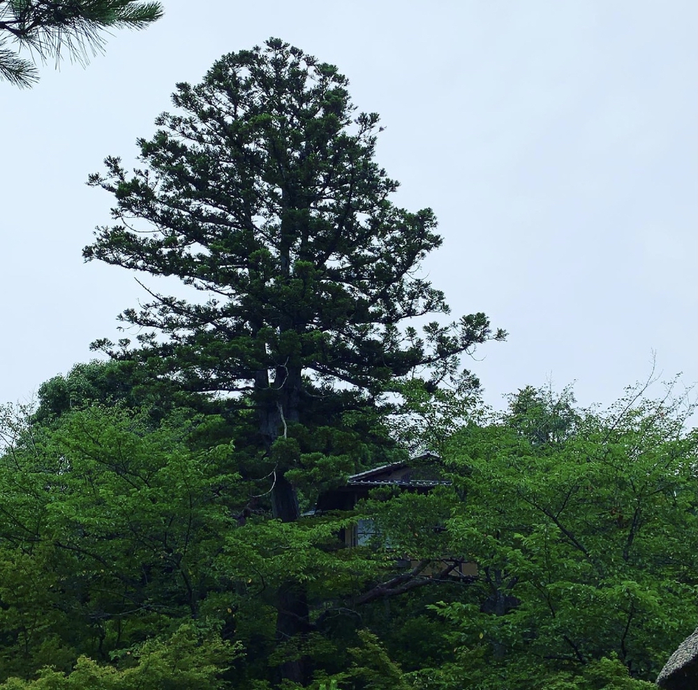 京都東山龍馬坂〜維新の道幕末ラントリップの写真5