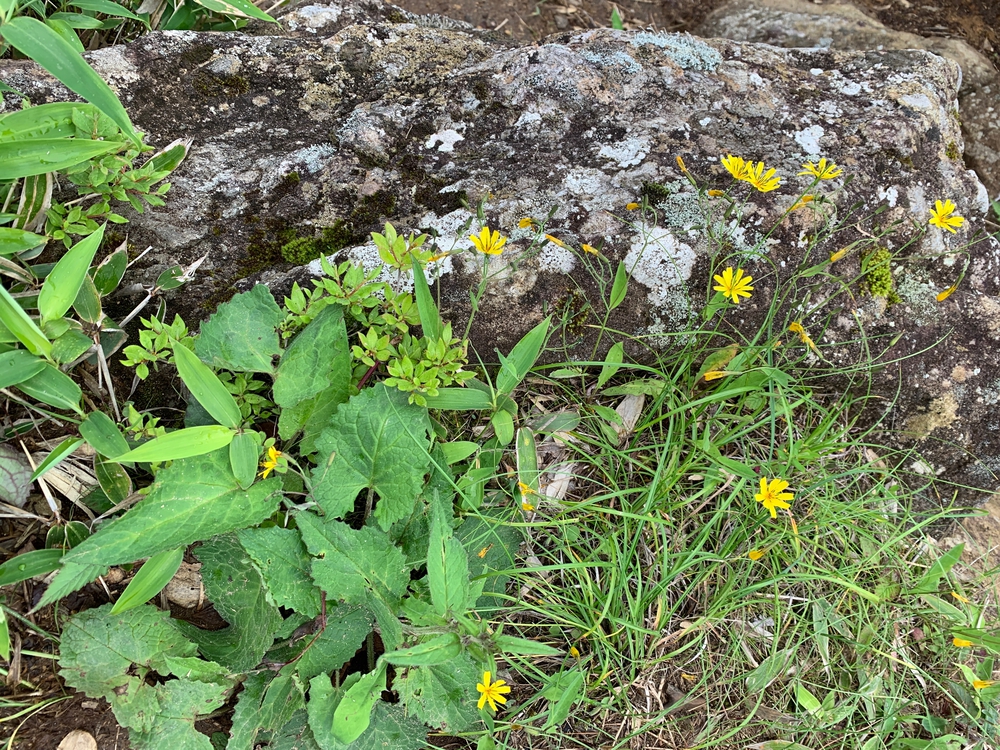 霧降高原天空回廊の写真9