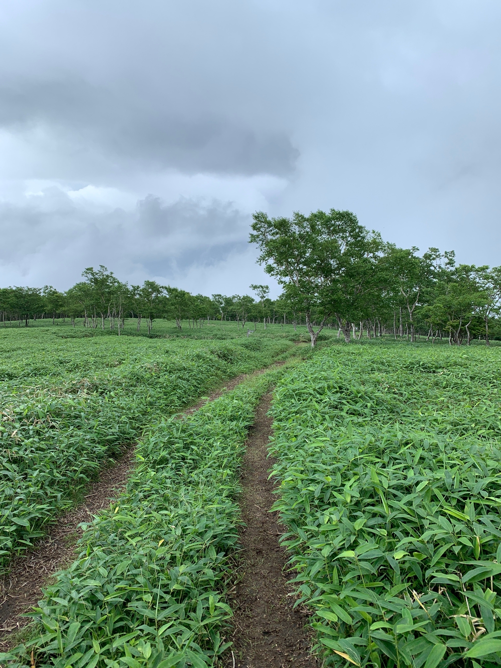 霧降高原天空回廊の写真11