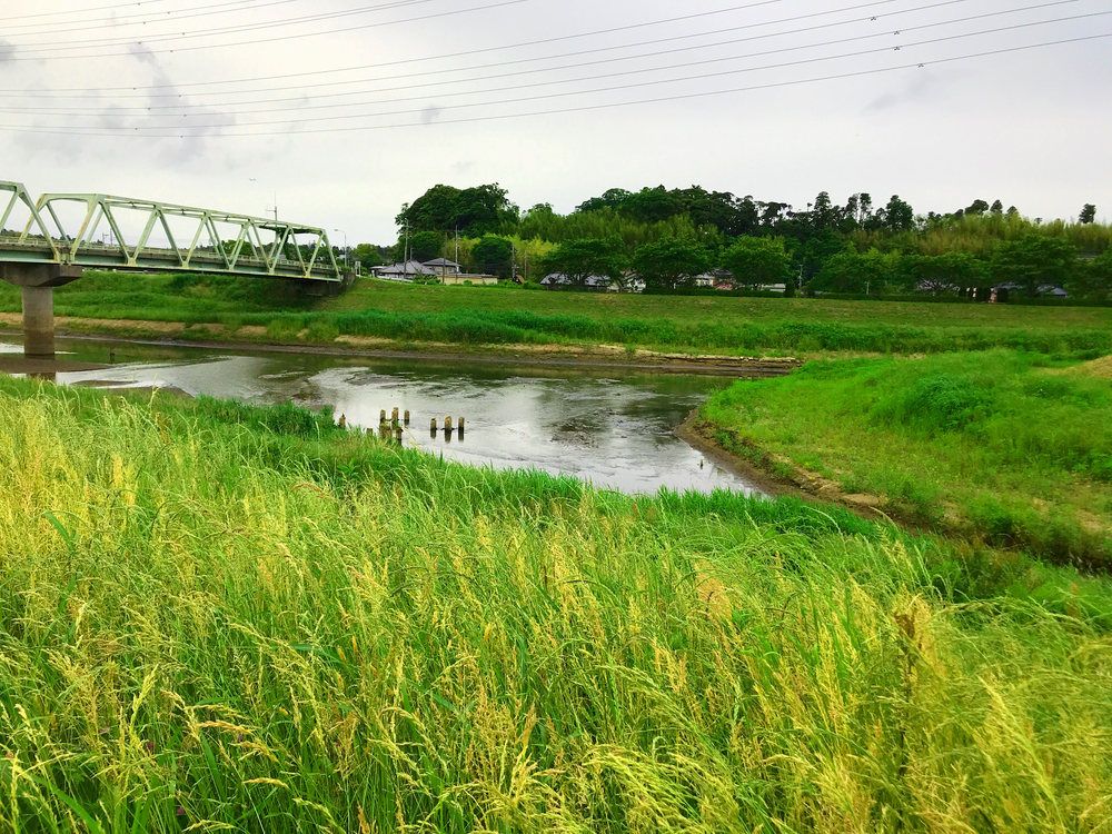 成田さくらの山公園（根木名川・取香川ラン）の写真6