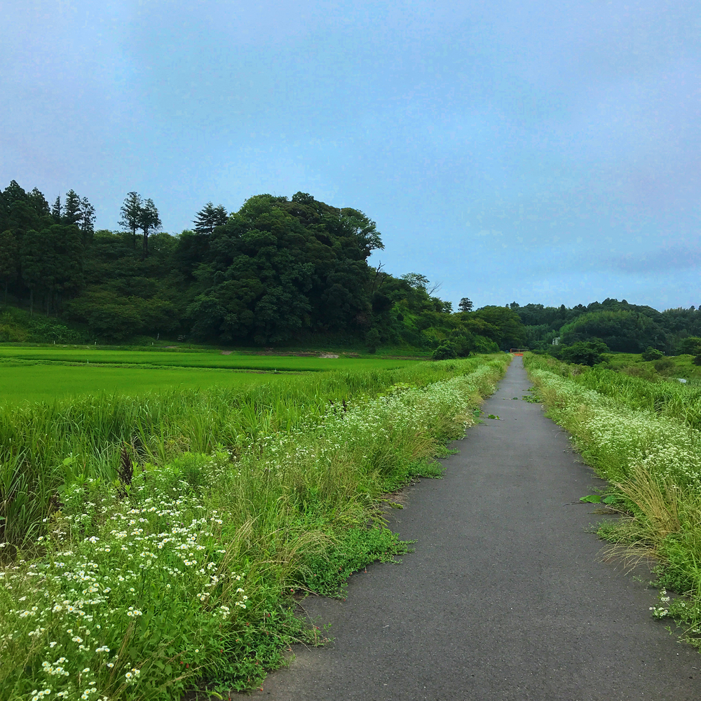 成田さくらの山公園（根木名川・取香川ラン）の写真9