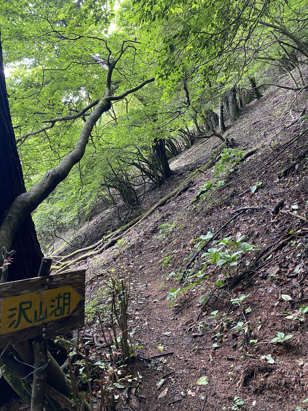 上田市 独鈷山トレイルラン♪の写真10