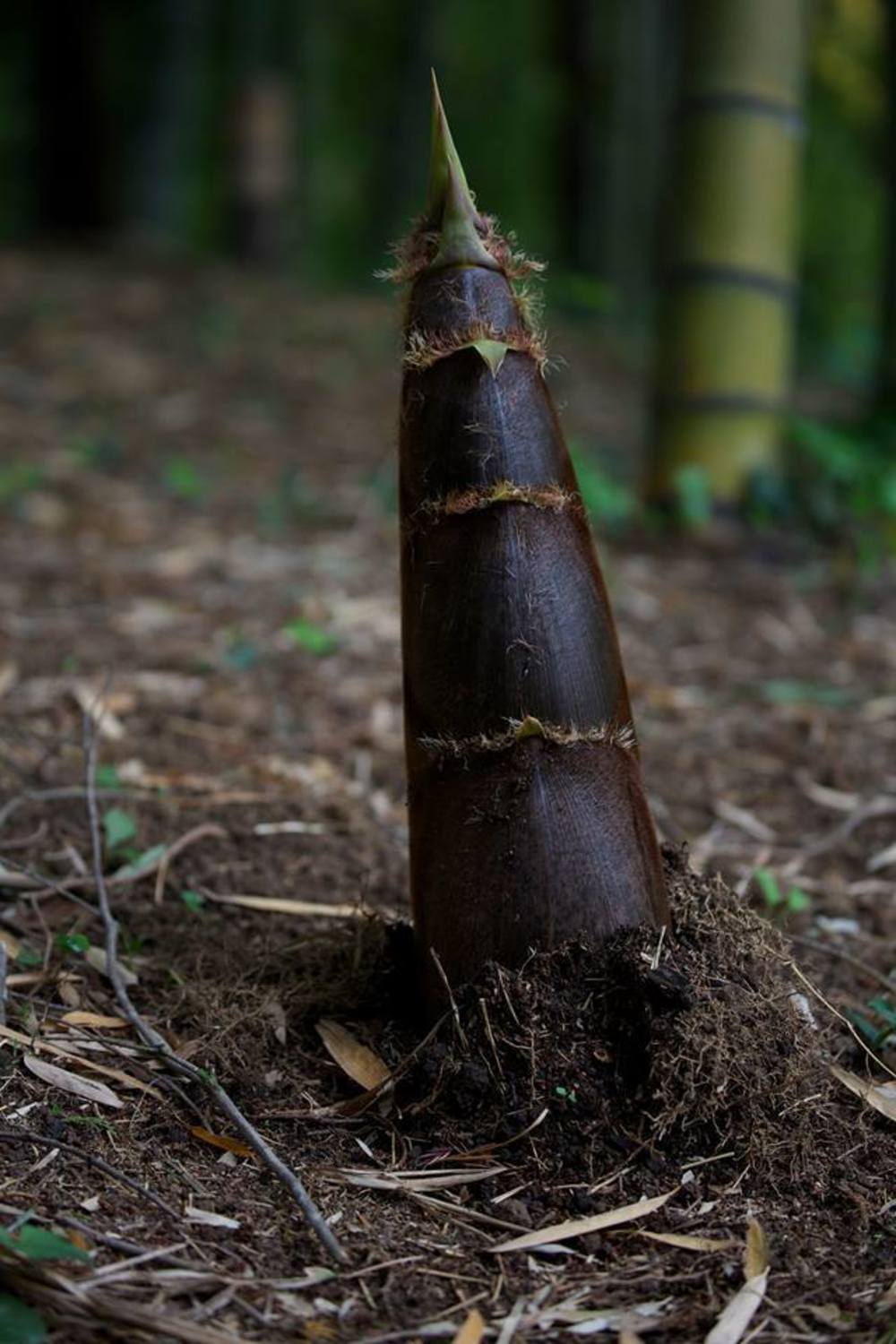 なんだかんだで新治市民の森。の写真6