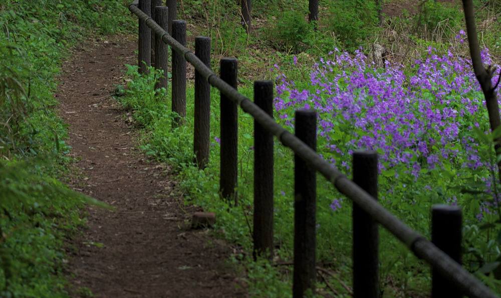 なんだかんだで新治市民の森。の写真7