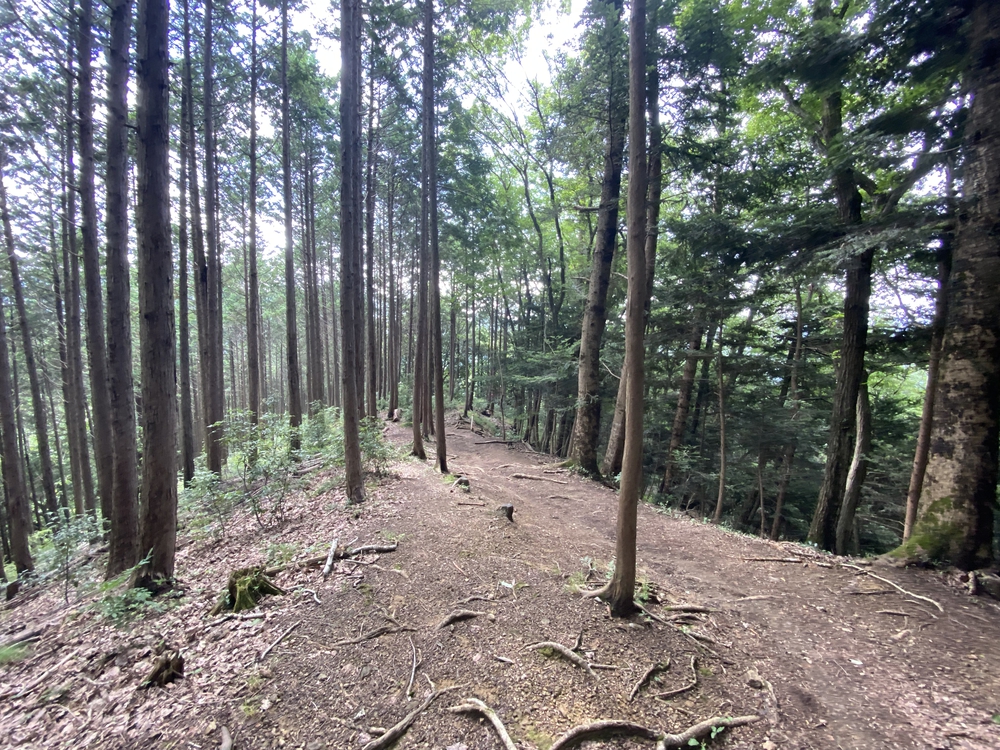 空いてて走りやすい陣馬山→高尾さん逆走コースの写真6