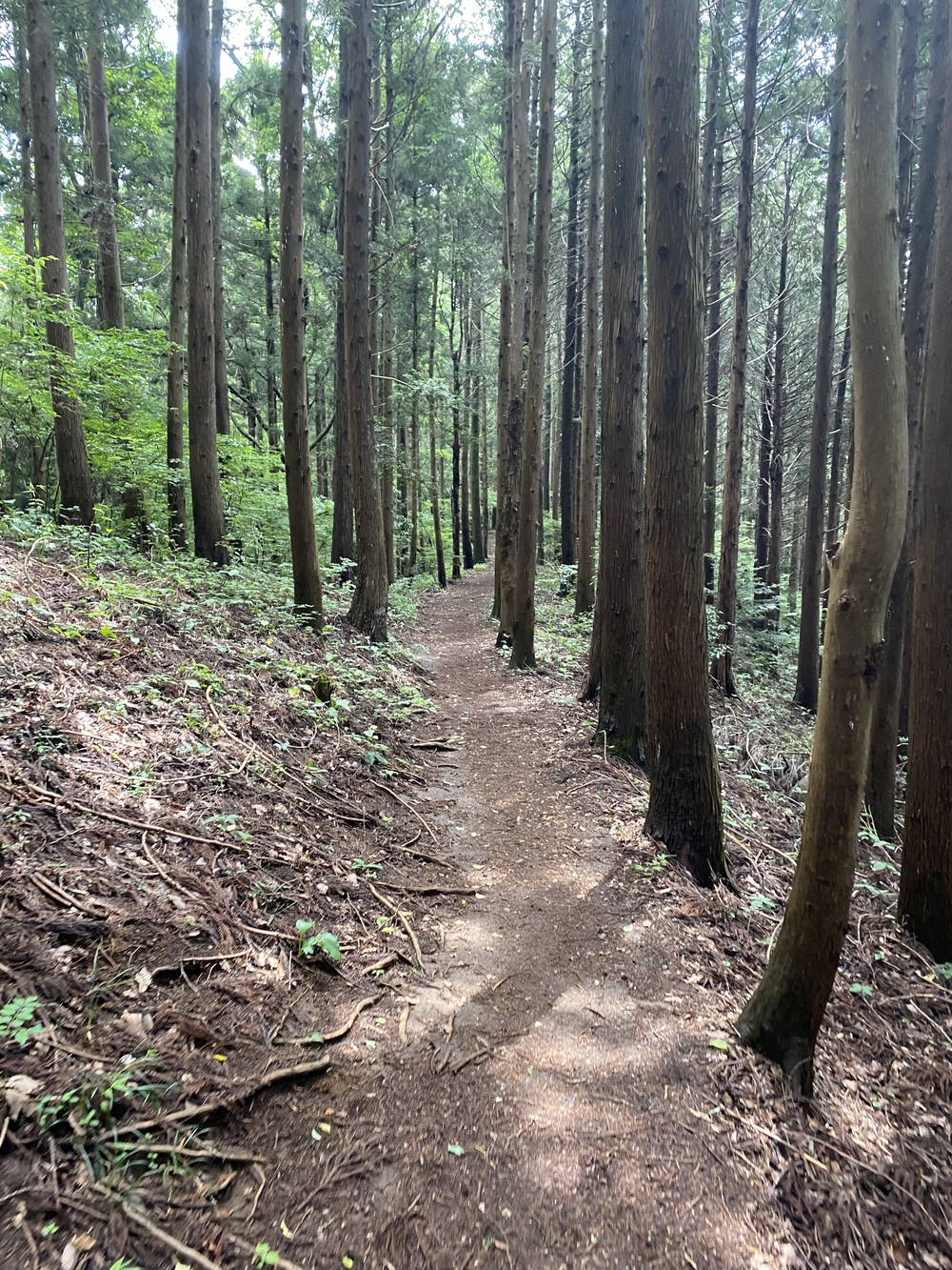 空いてて走りやすい陣馬山→高尾さん逆走コースの写真8
