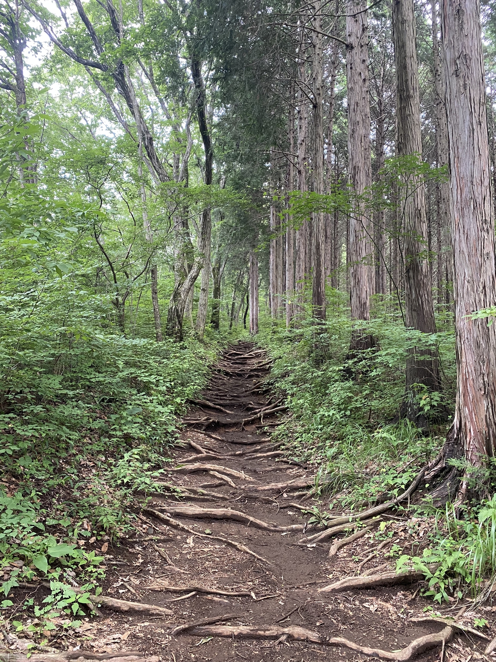 空いてて走りやすい陣馬山→高尾さん逆走コースの写真9
