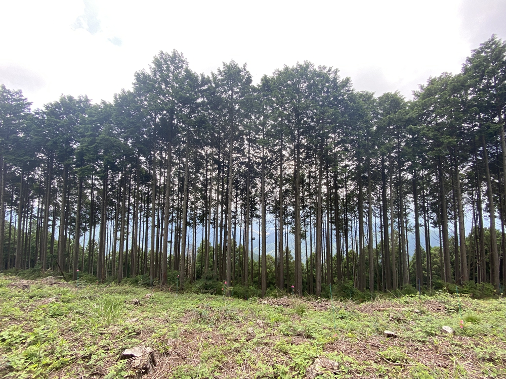 空いてて走りやすい陣馬山→高尾さん逆走コースの写真14