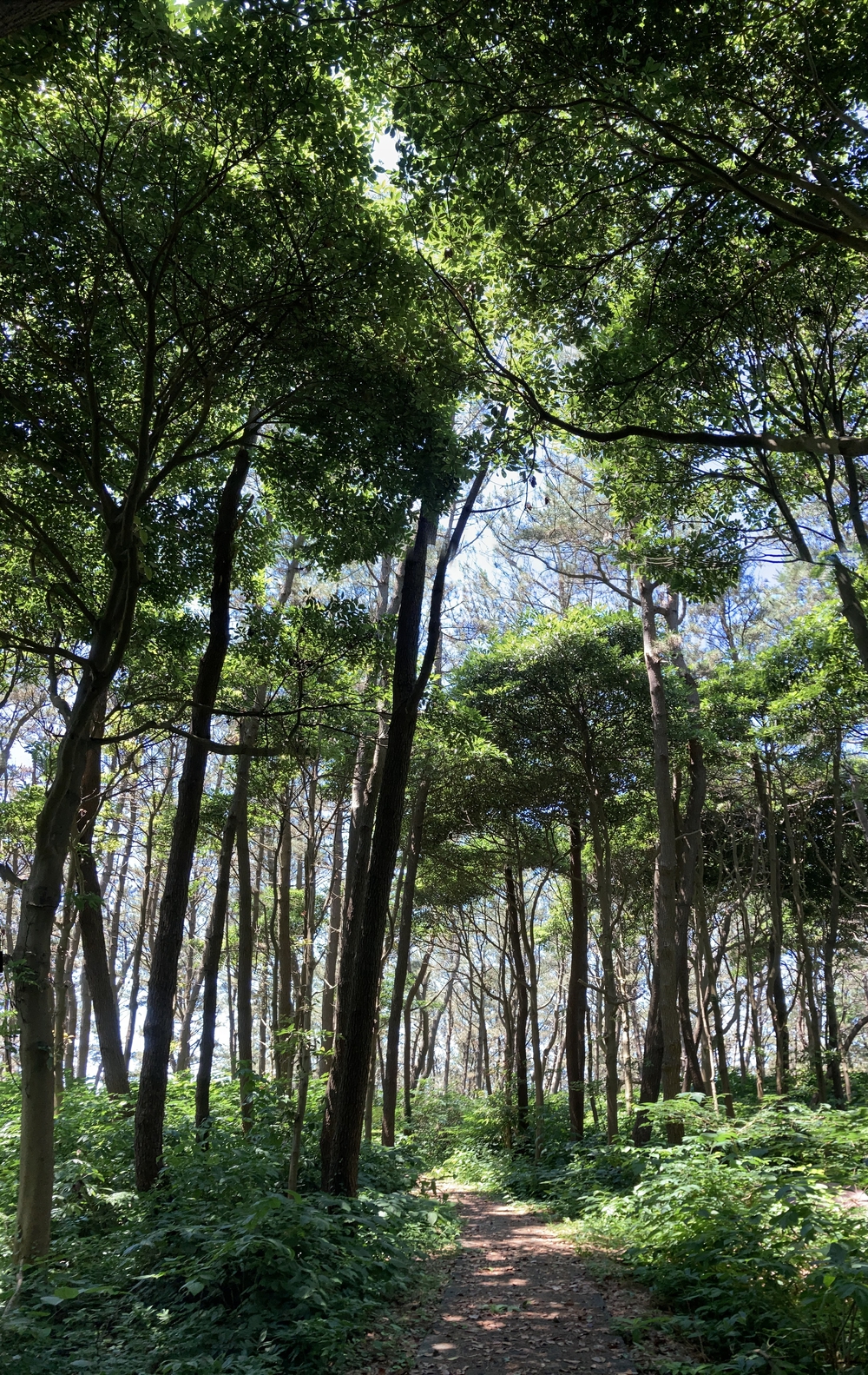 日本海と海底火山が織りなすジオパーク「飛島」一周の写真6