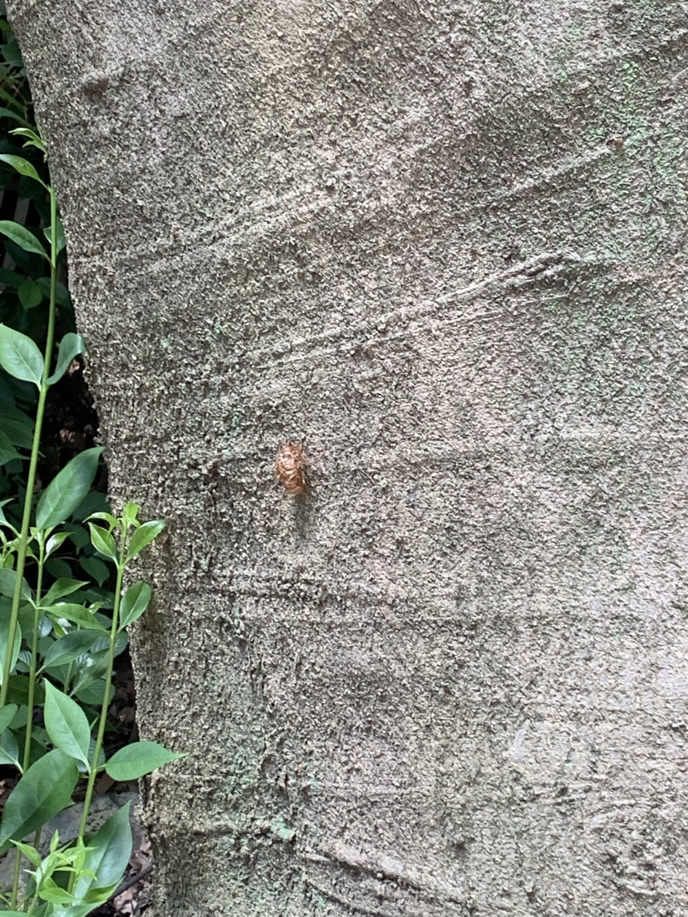 暑熱順化☀️皇居からオリンピック会場の写真5