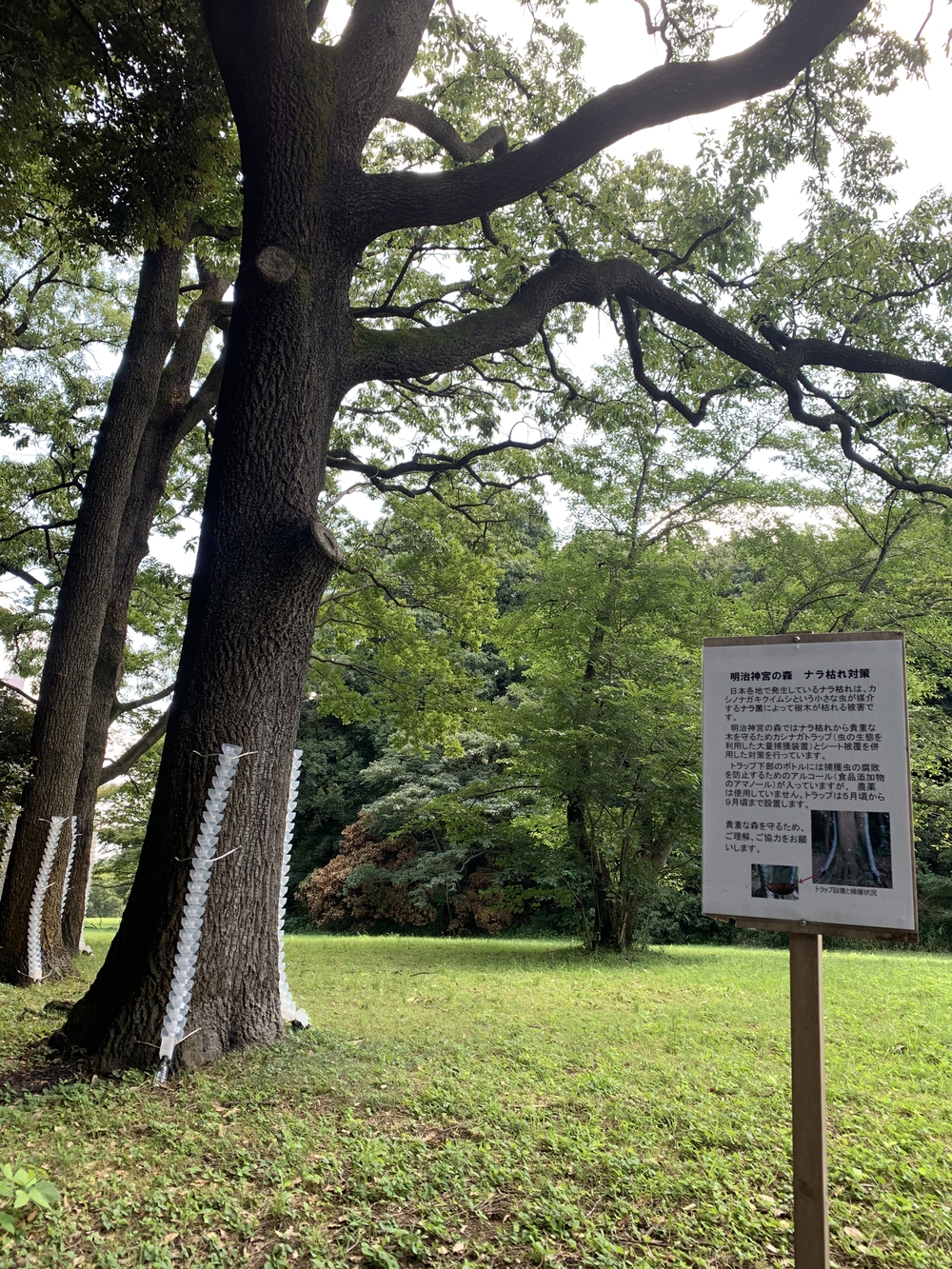 暑熱順化☀️皇居からオリンピック会場の写真10