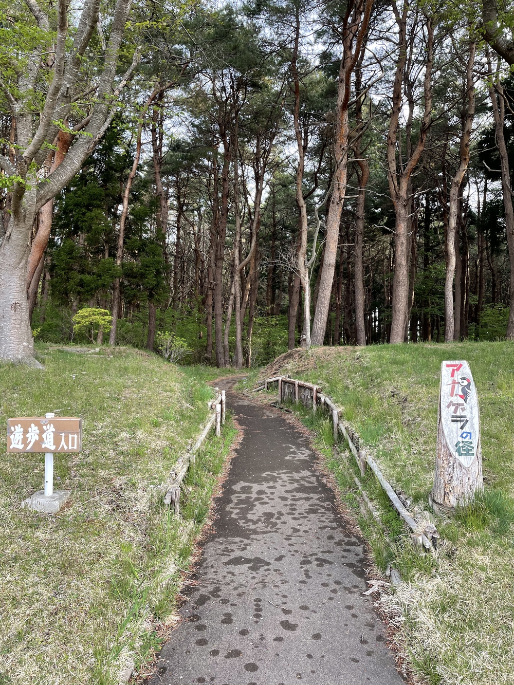 三沢市民の森公園で、鳥の声を聴きながら軽くトレラン気分が味わえます。の写真3