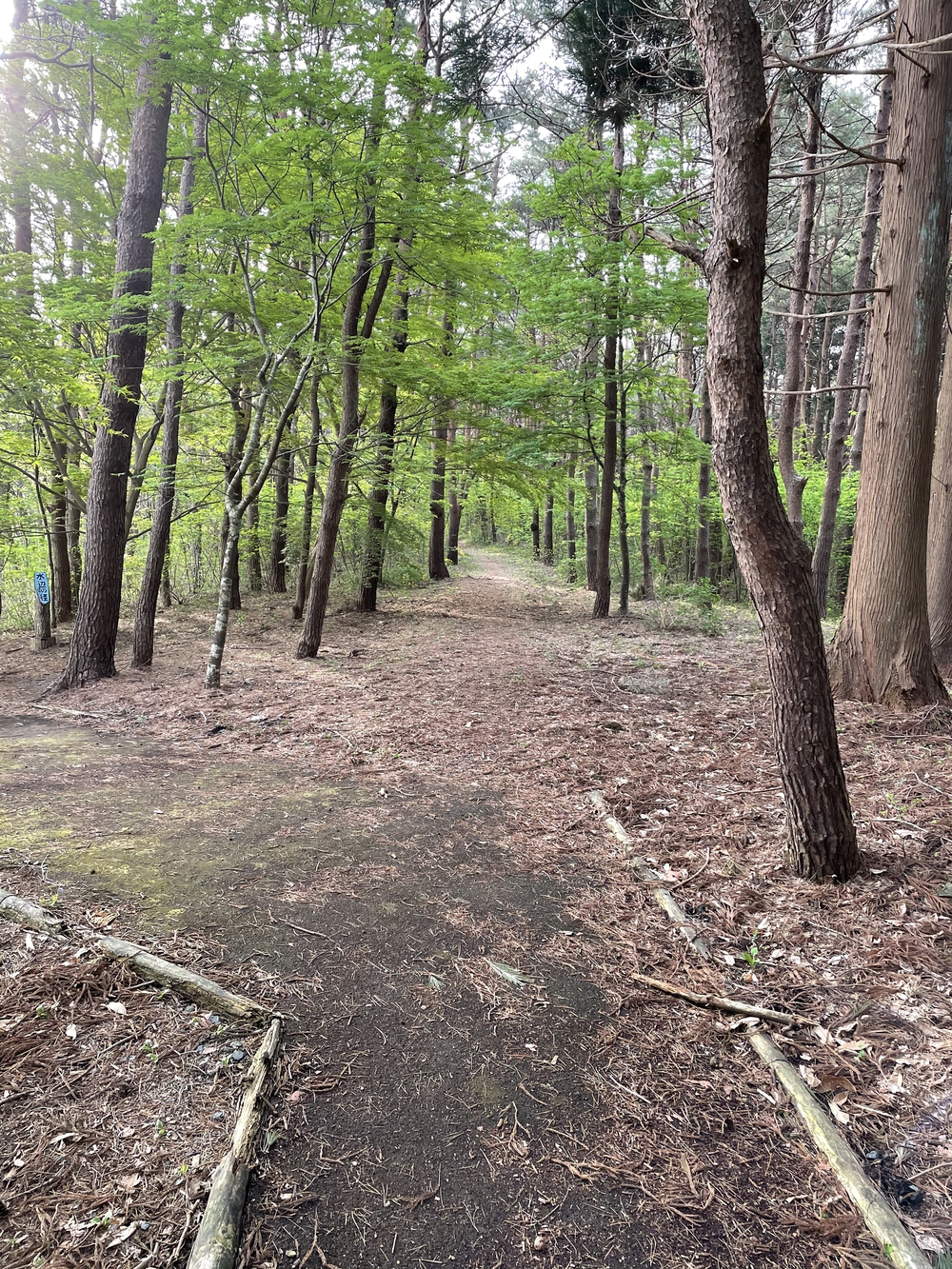 三沢市民の森公園で、鳥の声を聴きながら軽くトレラン気分が味わえます。の写真4