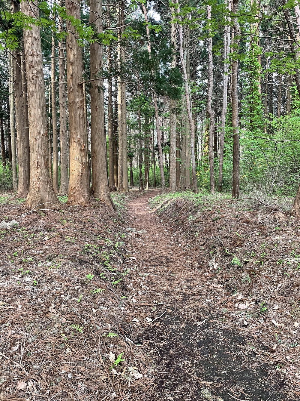 三沢市民の森公園で、鳥の声を聴きながら軽くトレラン気分が味わえます。の写真5