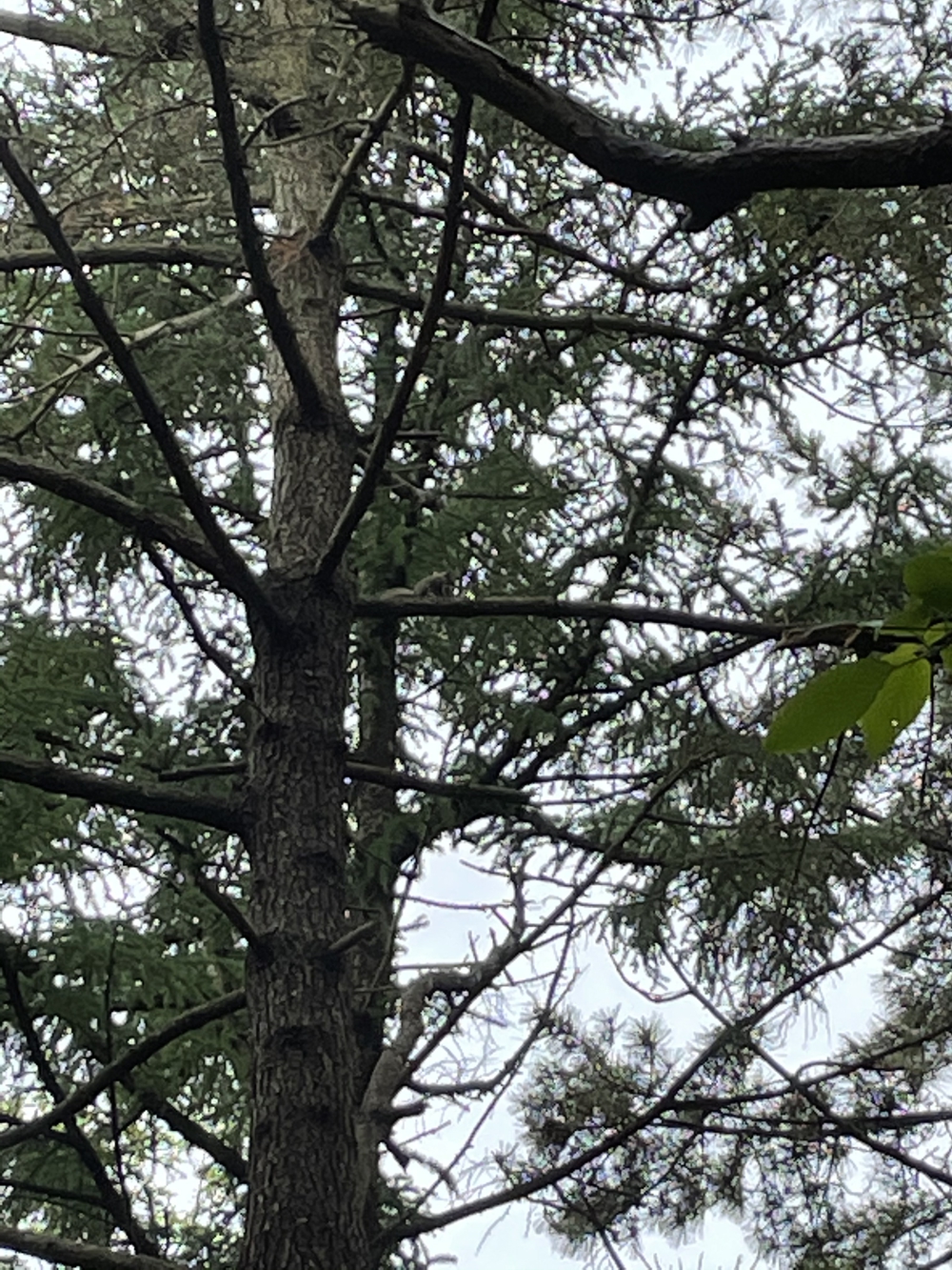 三沢市民の森公園で、鳥の声を聴きながら軽くトレラン気分が味わえます。の写真6