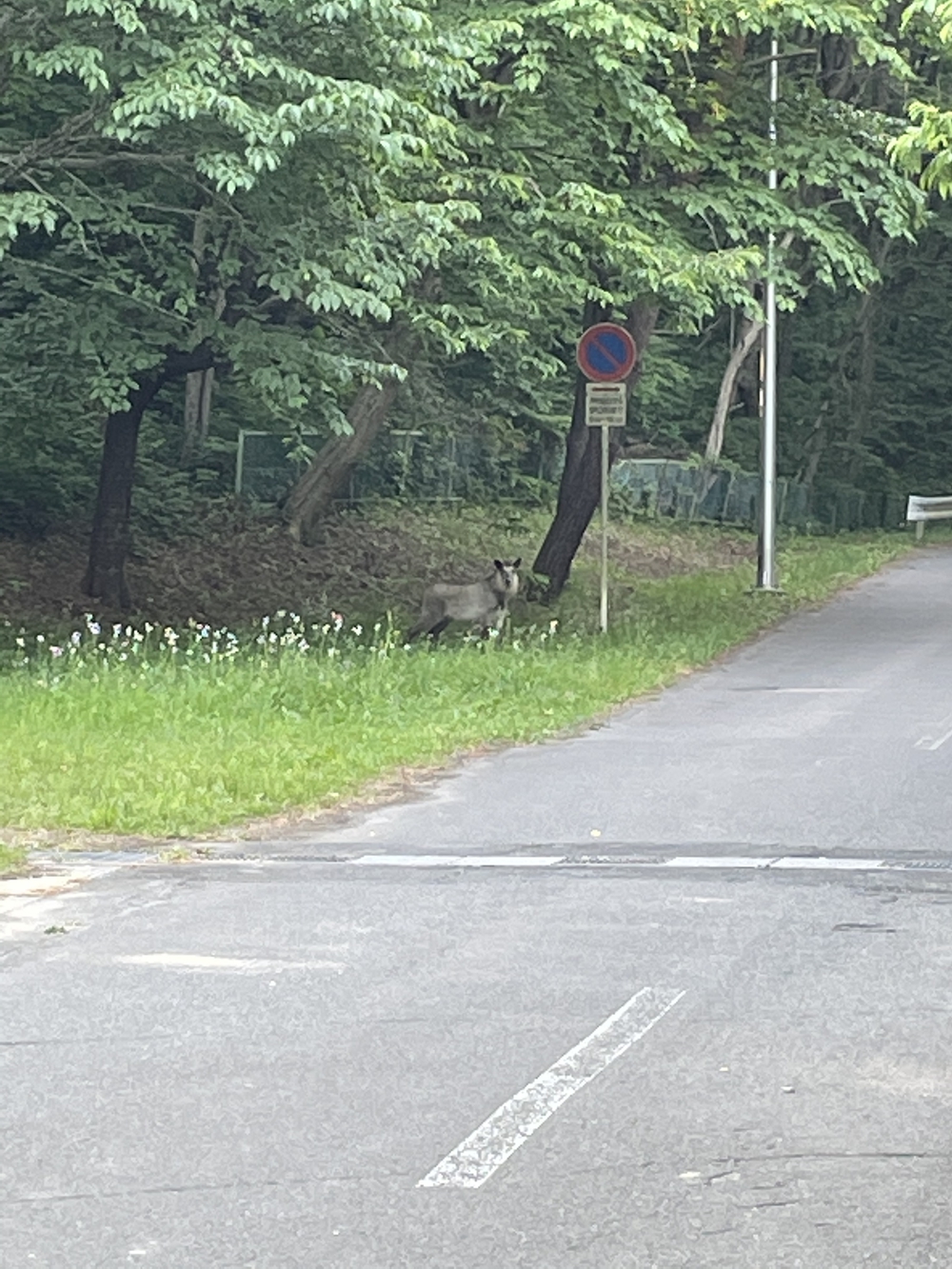 三沢市民の森公園で、鳥の声を聴きながら軽くトレラン気分が味わえます。の写真7