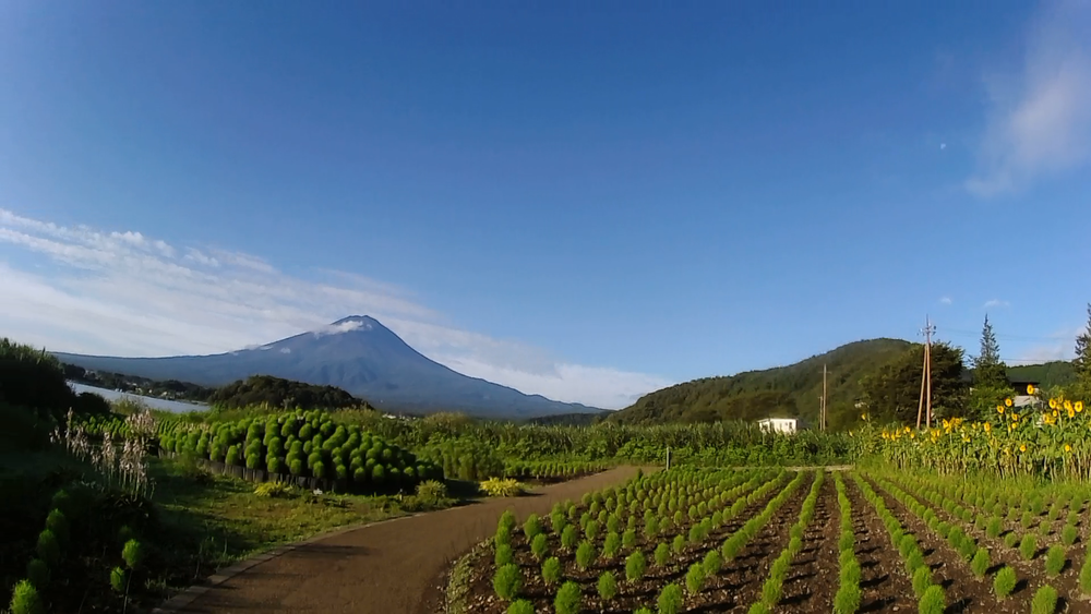 富士河口湖、初夏の花と緑と富士山絶景をめでる爽快１６キロの写真3
