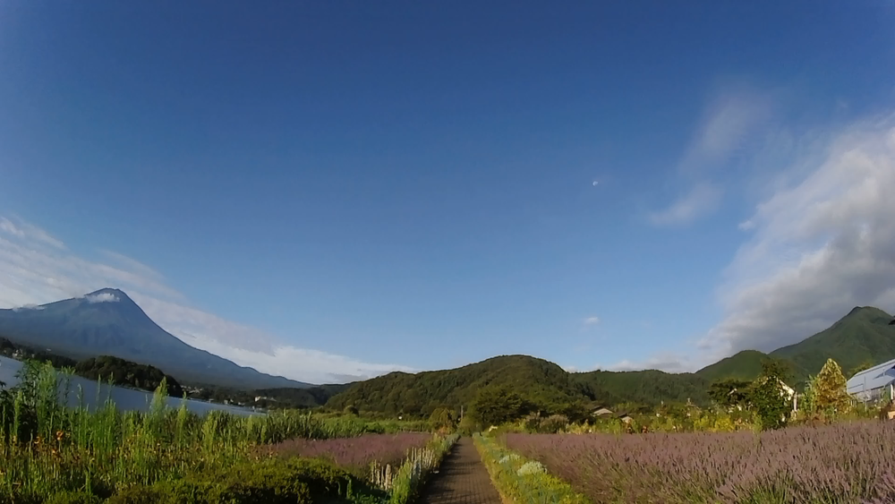 富士河口湖、初夏の花と緑と富士山絶景をめでる爽快１６キロの写真5