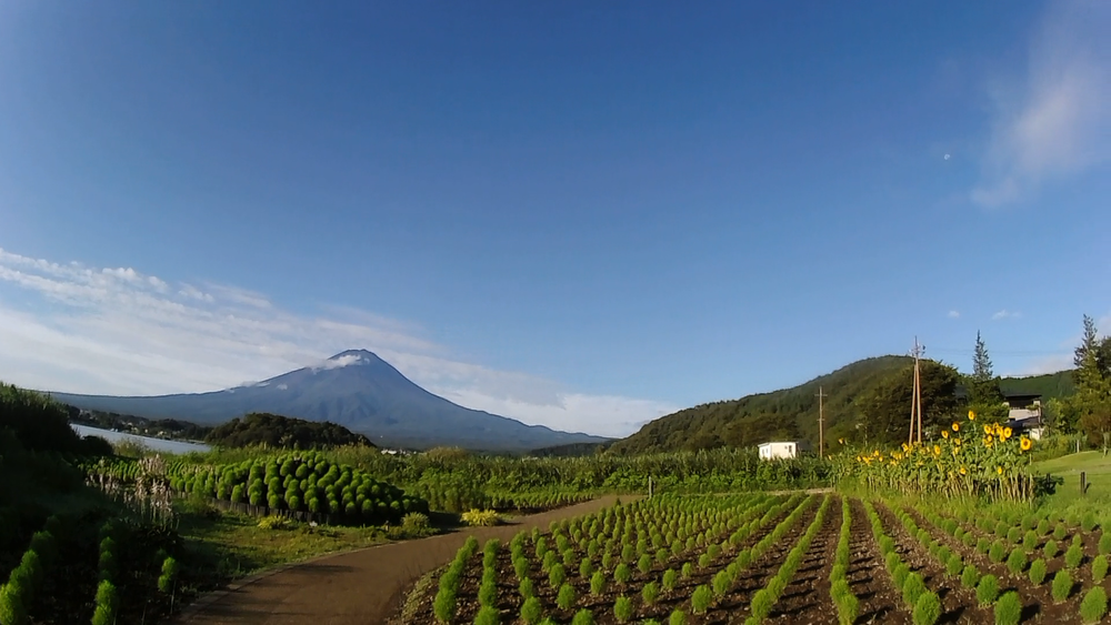富士河口湖、初夏の花と緑と富士山絶景をめでる爽快１６キロの写真6