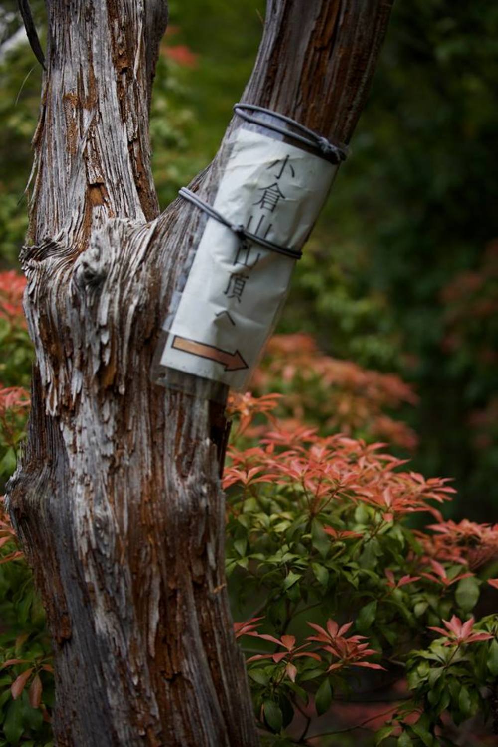 京都市の秘境★嵐山〜小倉山〜保津峡の写真5