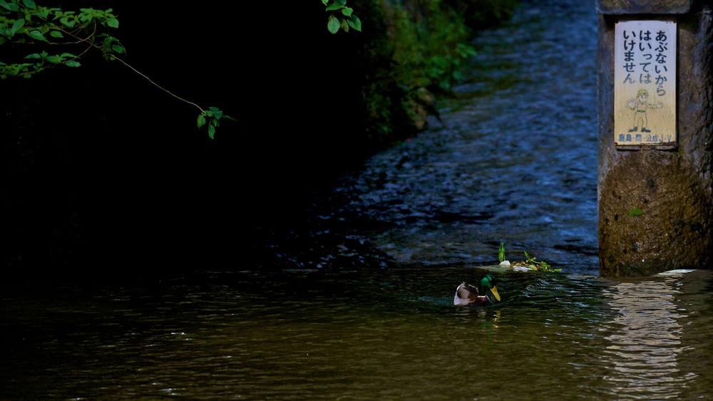 はんなり行きまひょ★白川一本橋(行者橋)の写真3