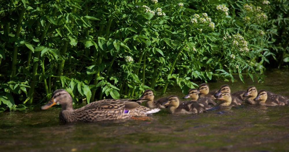 はんなり行きまひょ★白川一本橋(行者橋)の写真10
