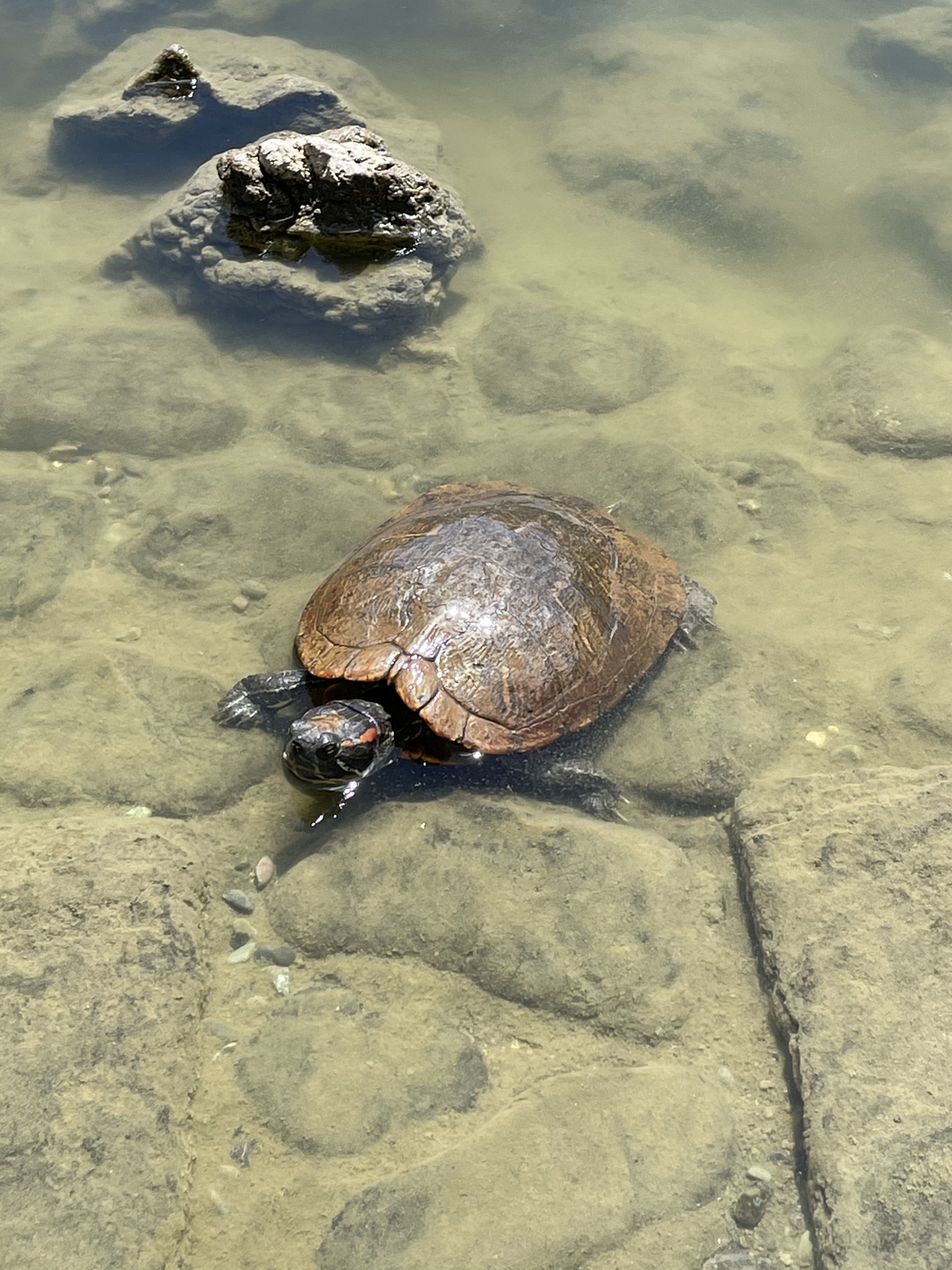 歌川広重と共にRUN 隅田川〜萬年橋の写真4