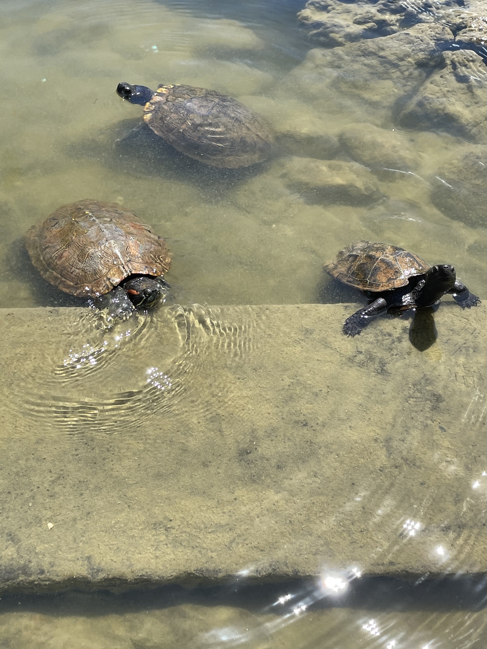 歌川広重と共にRUN 隅田川〜萬年橋の写真5