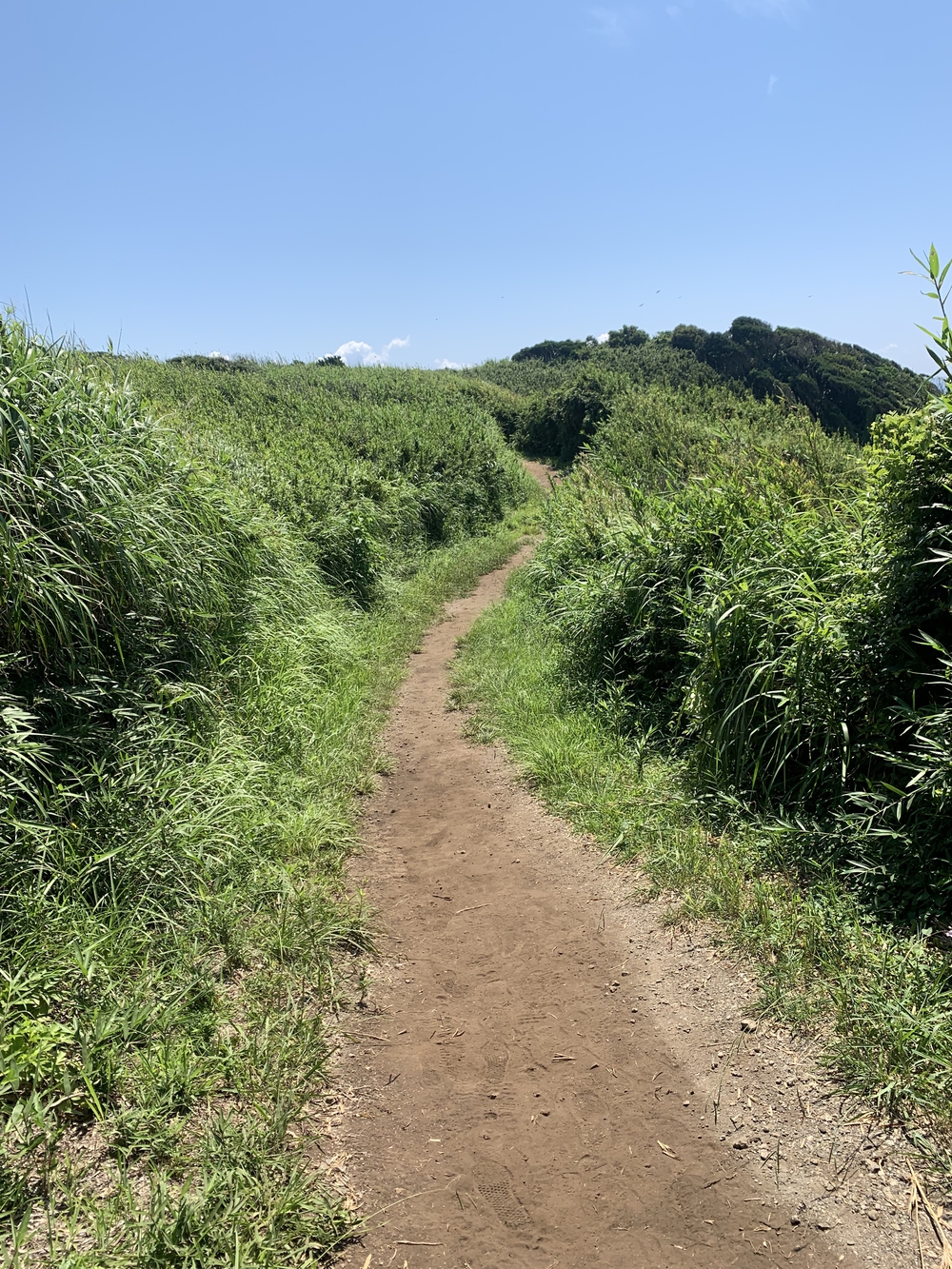 城ヶ島一周🐟海とマグロを楽しむランの写真3