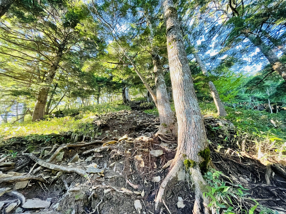 高山植物の女王コマクサの咲く日光白根の写真3