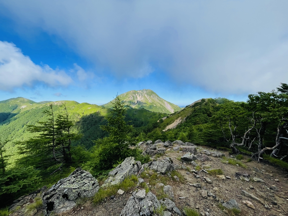 高山植物の女王コマクサの咲く日光白根の写真4