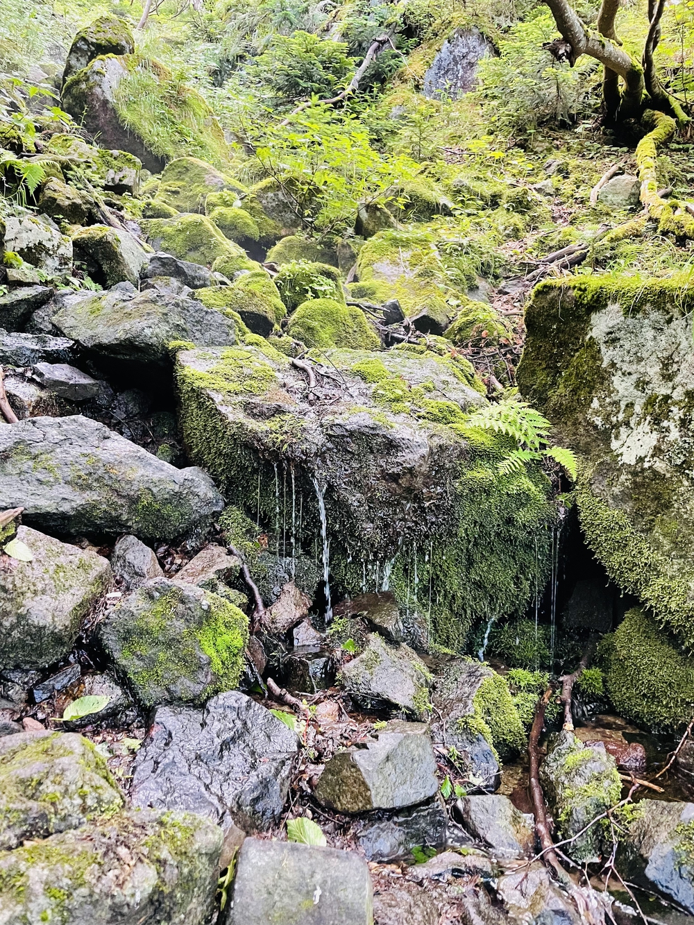 高山植物の女王コマクサの咲く日光白根の写真6
