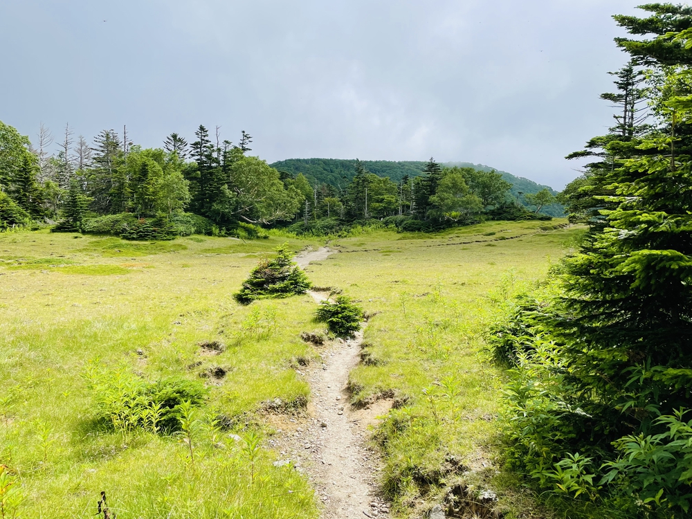 高山植物の女王コマクサの咲く日光白根の写真12