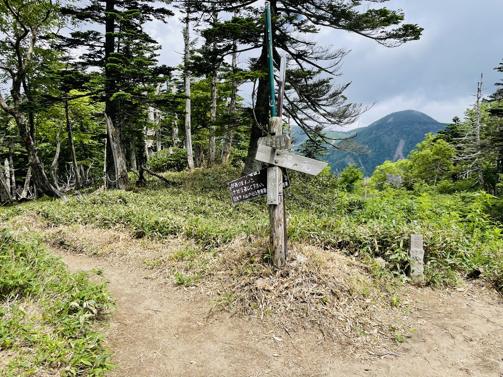 高山植物の女王コマクサの咲く日光白根の写真16