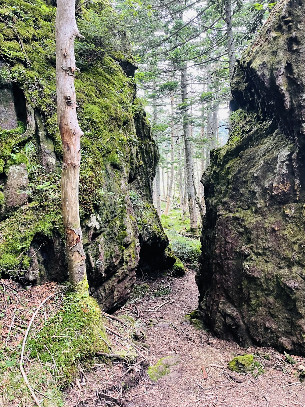 日光湯本から湖巡り太郎山までの周回の写真13