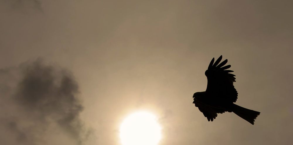 知る人ぞ知る。京都北部・伊根の舟屋群の写真12