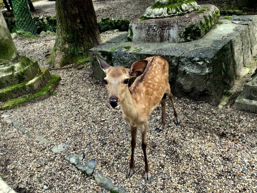 歴史と自然に触れる道『柳生街道』の写真14