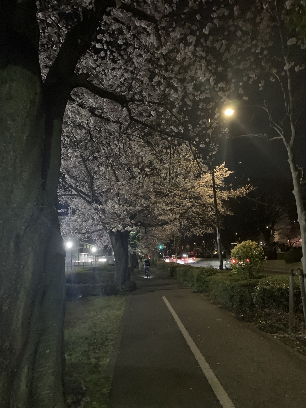 ルートはグリーンスプリングスに設定し、そこから10kmの写真11