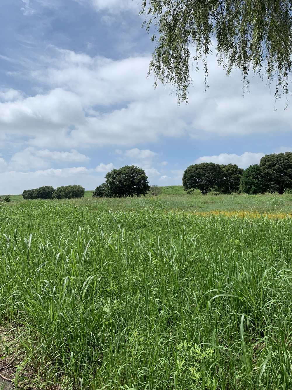 ハートを撃ち抜く10kmコース-渡良瀬遊水池の写真3
