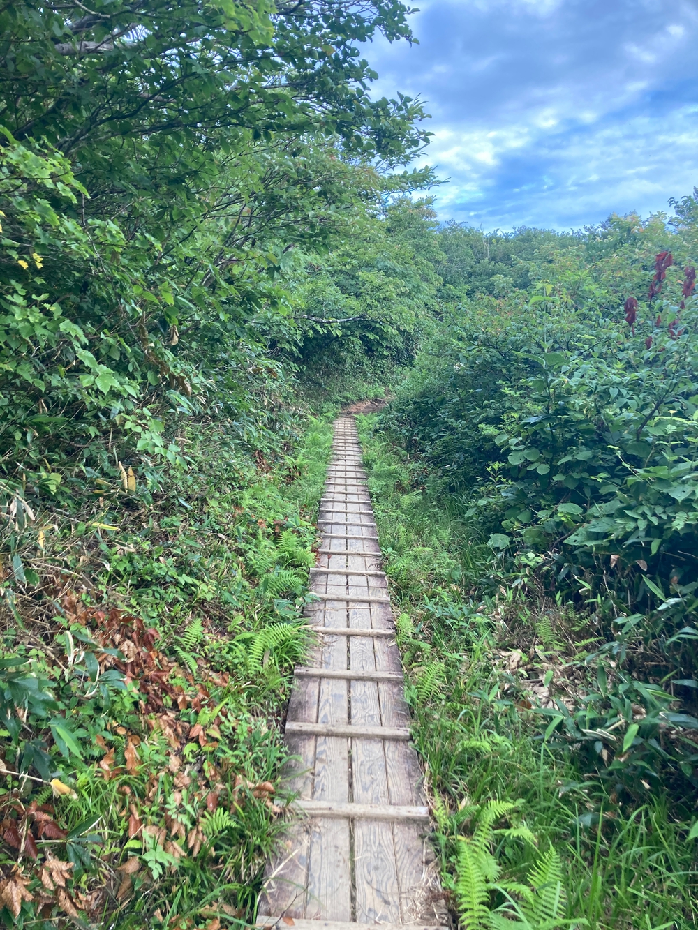 越後駒ヶ岳トレランの写真3