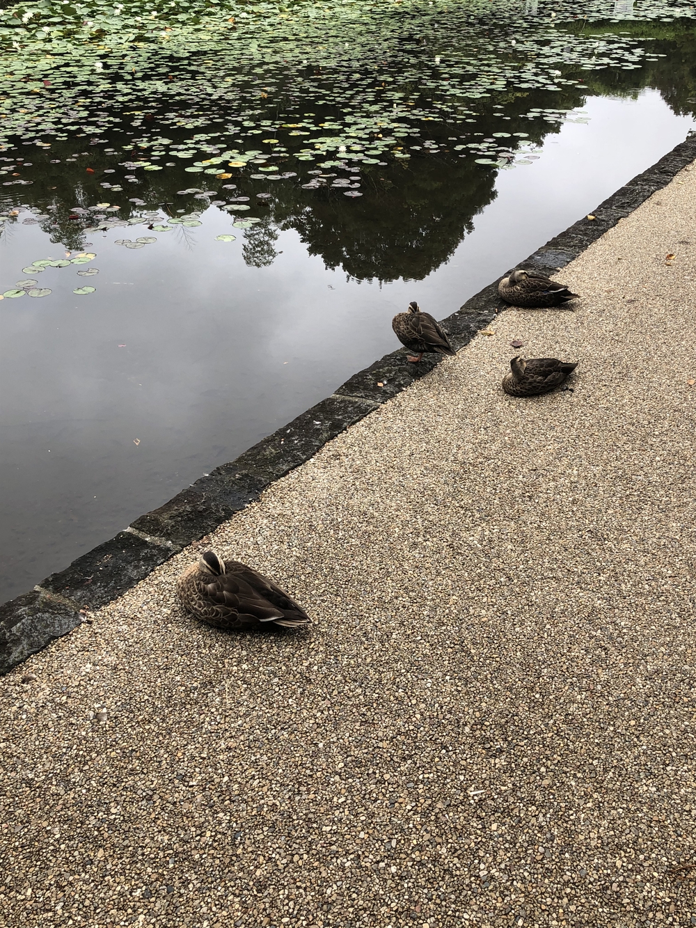 元住吉から武蔵小杉（遠回り）の写真9