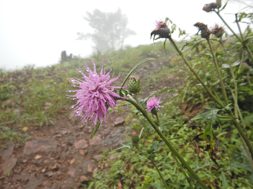ときがわ町の峠巡りの写真6