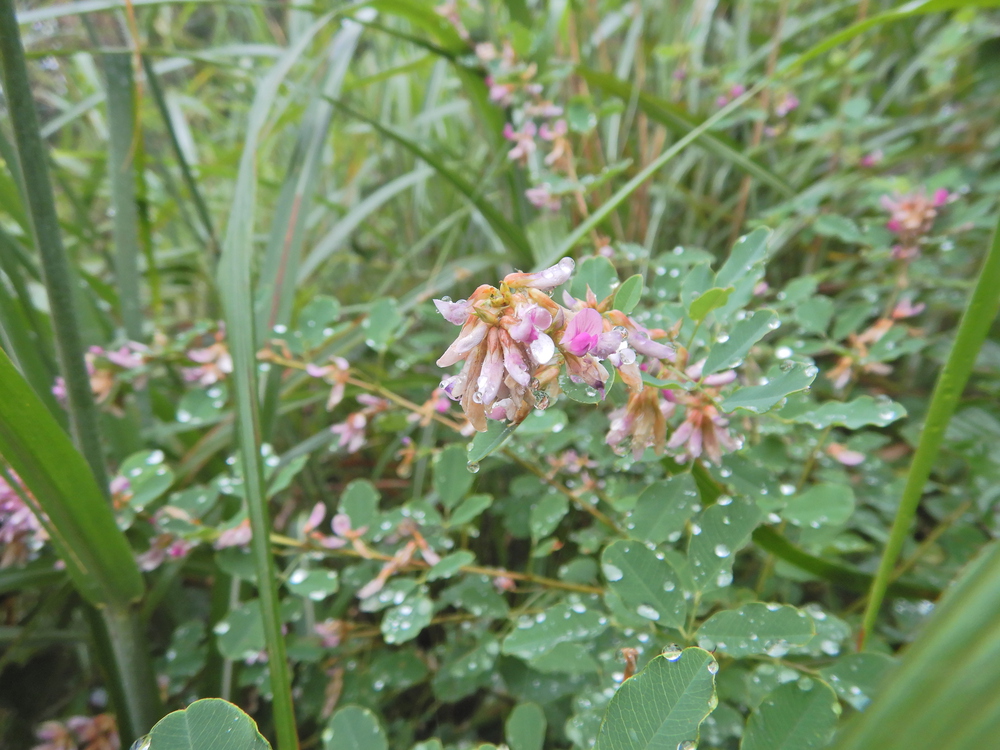 ときがわ町の峠巡りの写真8