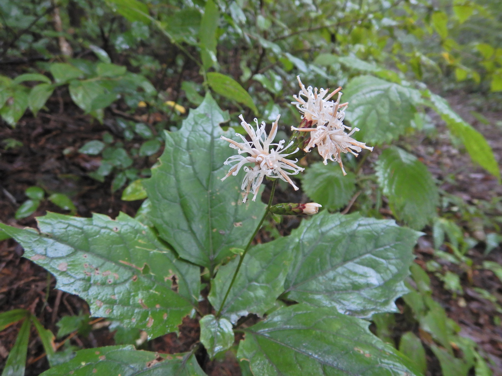 ときがわ町の峠巡りの写真9