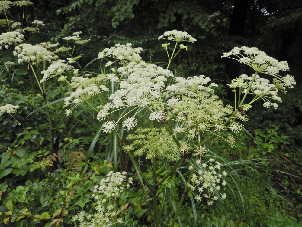 ときがわ町の峠巡りの写真11