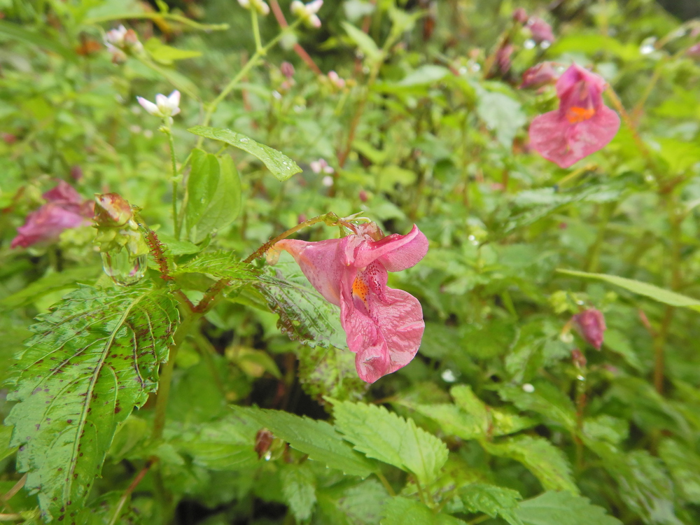 ときがわ町の峠巡りの写真12