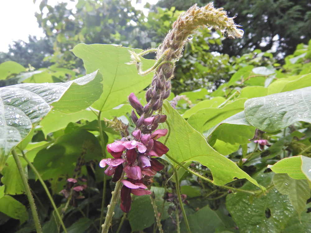 ときがわ町の峠巡りの写真13