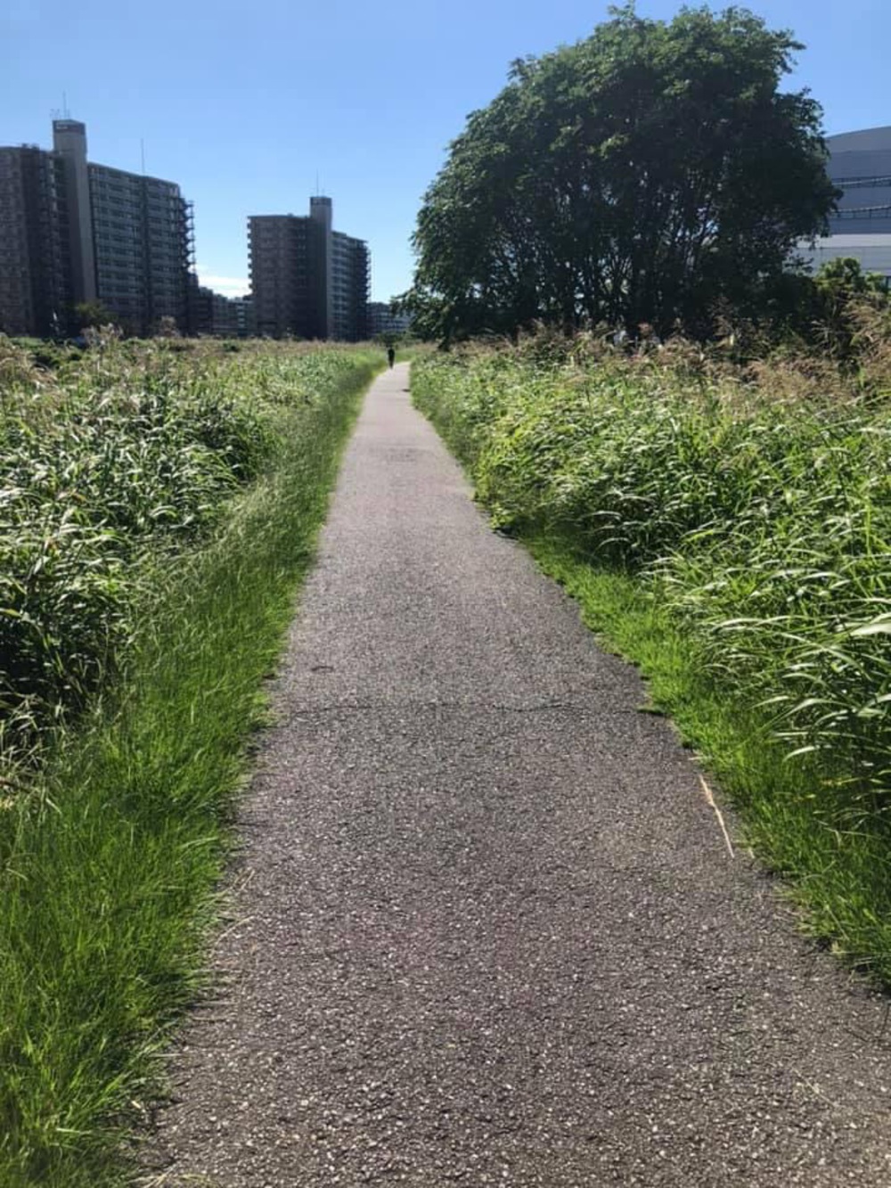 元住吉〜綱島〜鶴見川〜市ヶ尾〜都築緑道〜尻手黒川ぐるっとコースの写真9