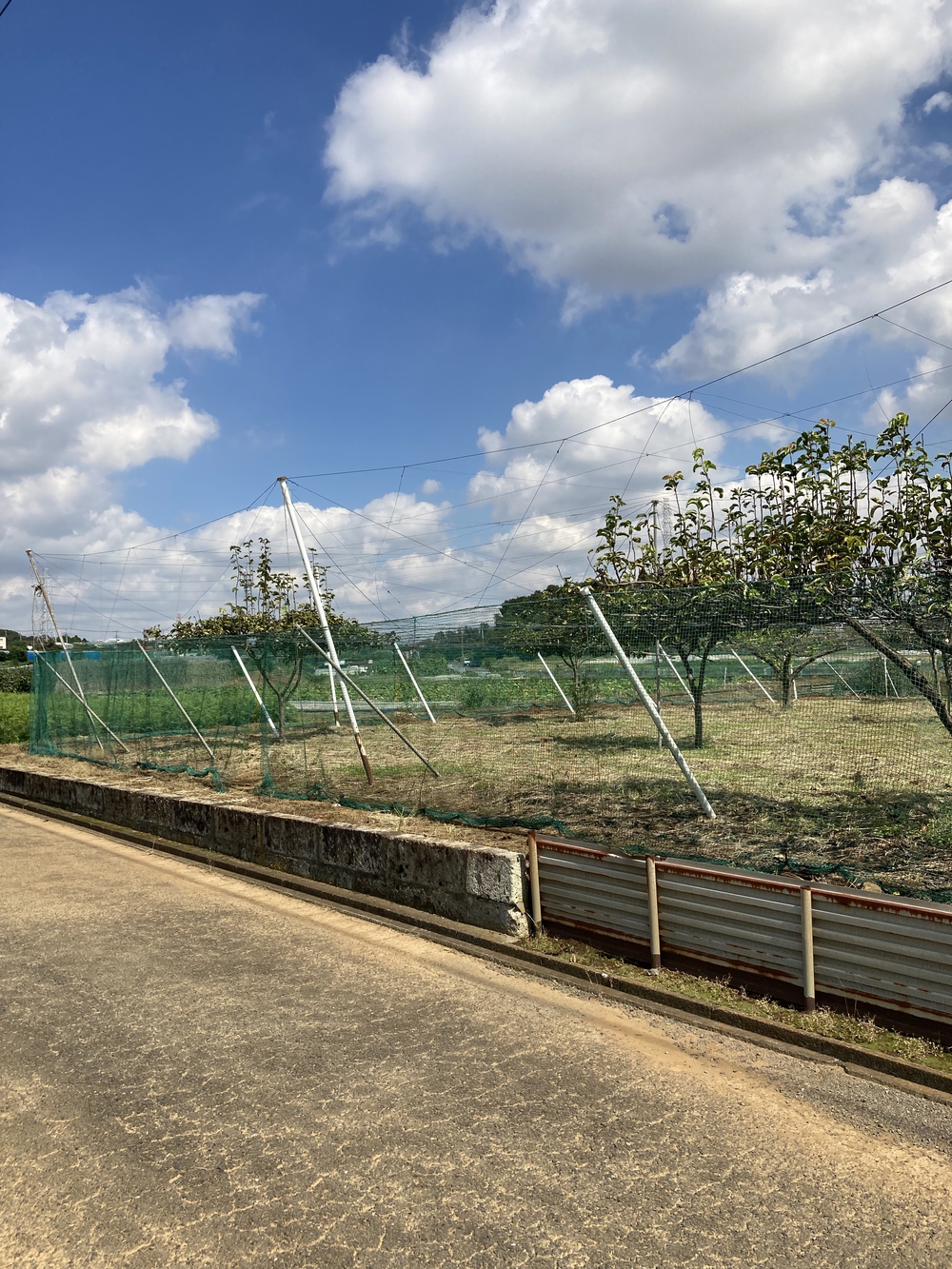 横浜西部の自然を感じる約６kmコースの写真4