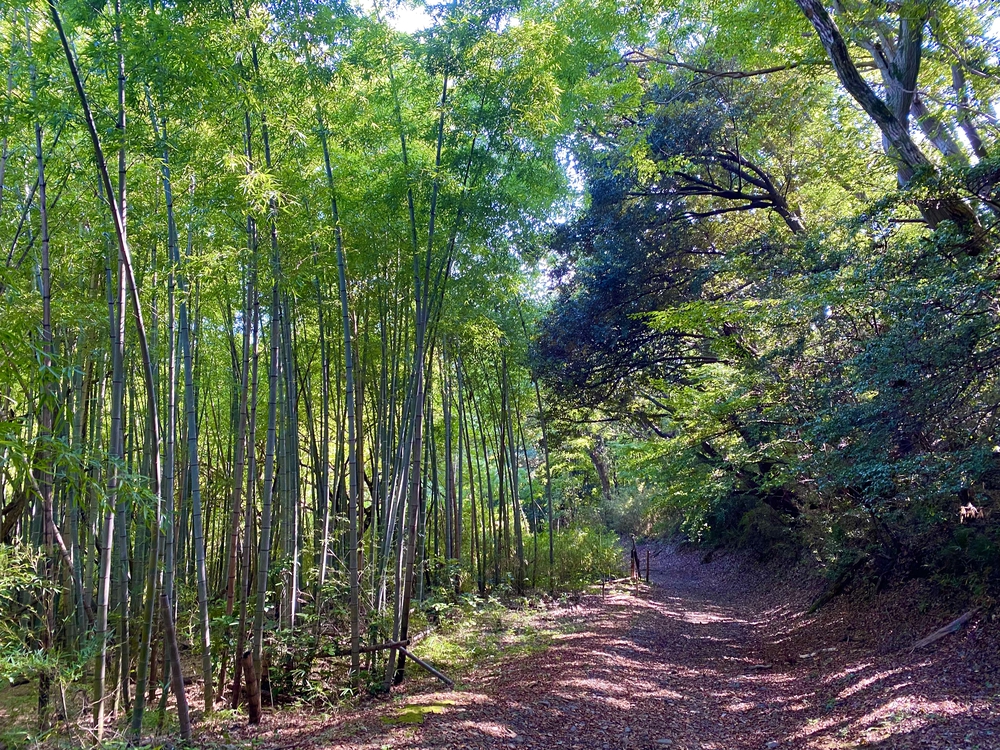 八王子 シルクロード〜野猿峠の写真3